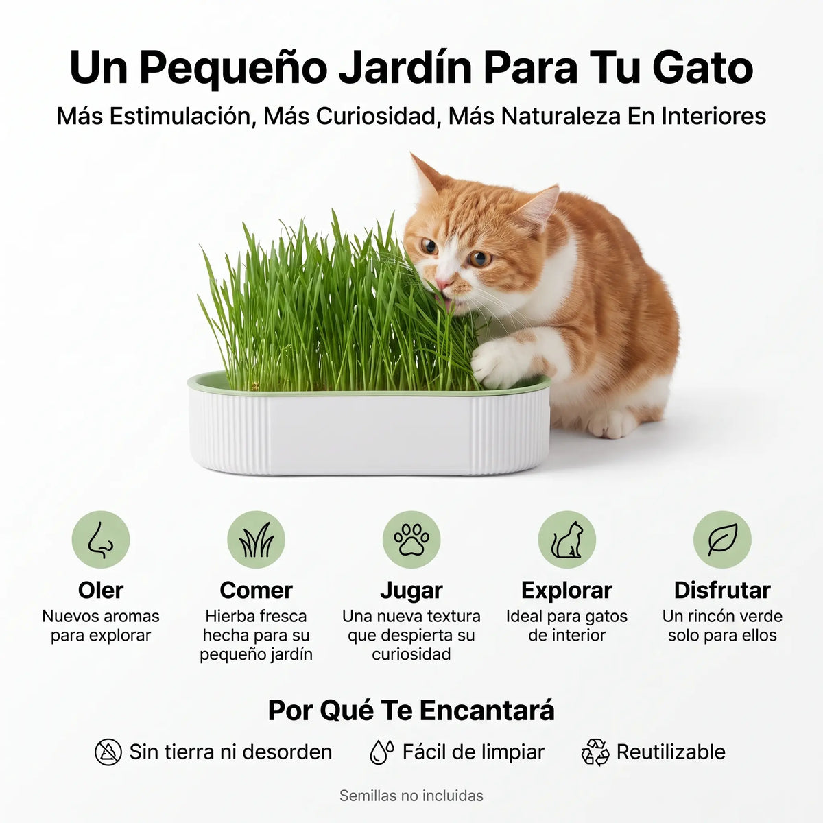 Germinador de Pasto para Gato