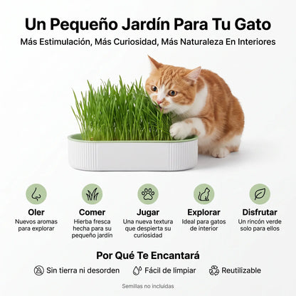 Germinador de Pasto para Gato