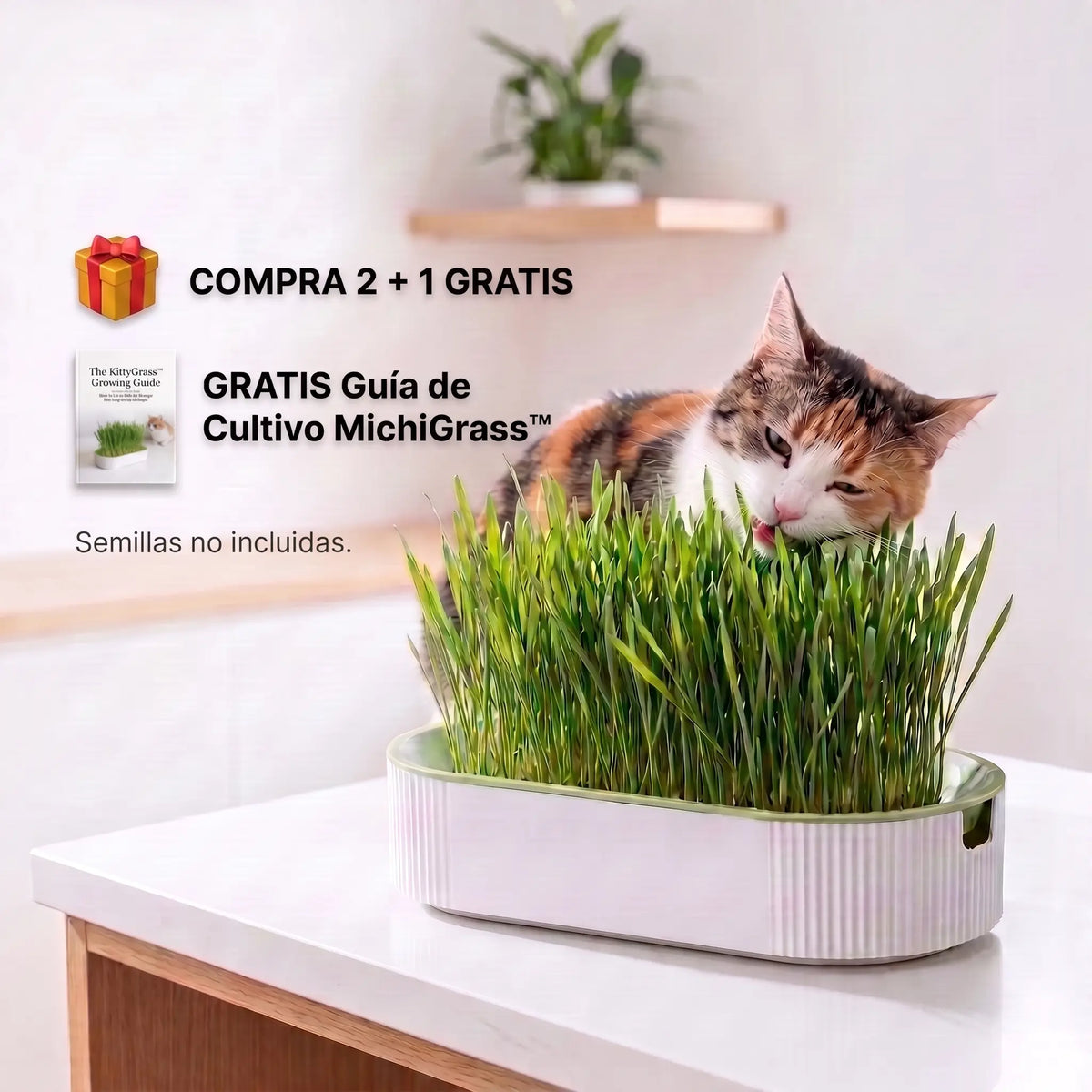 Germinador de Pasto para Gato